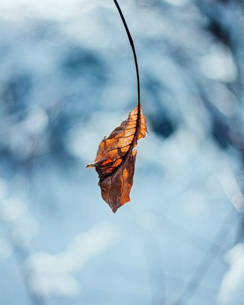 Free Close-up of a solitary dried leaf hanging against a blurred winter backdrop. Stock Photo