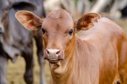 Free Brown Cow in Close Up Photography Stock Photo
