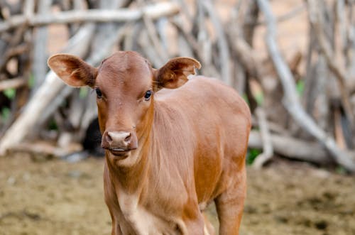 Brown Calf in Close Up Photography