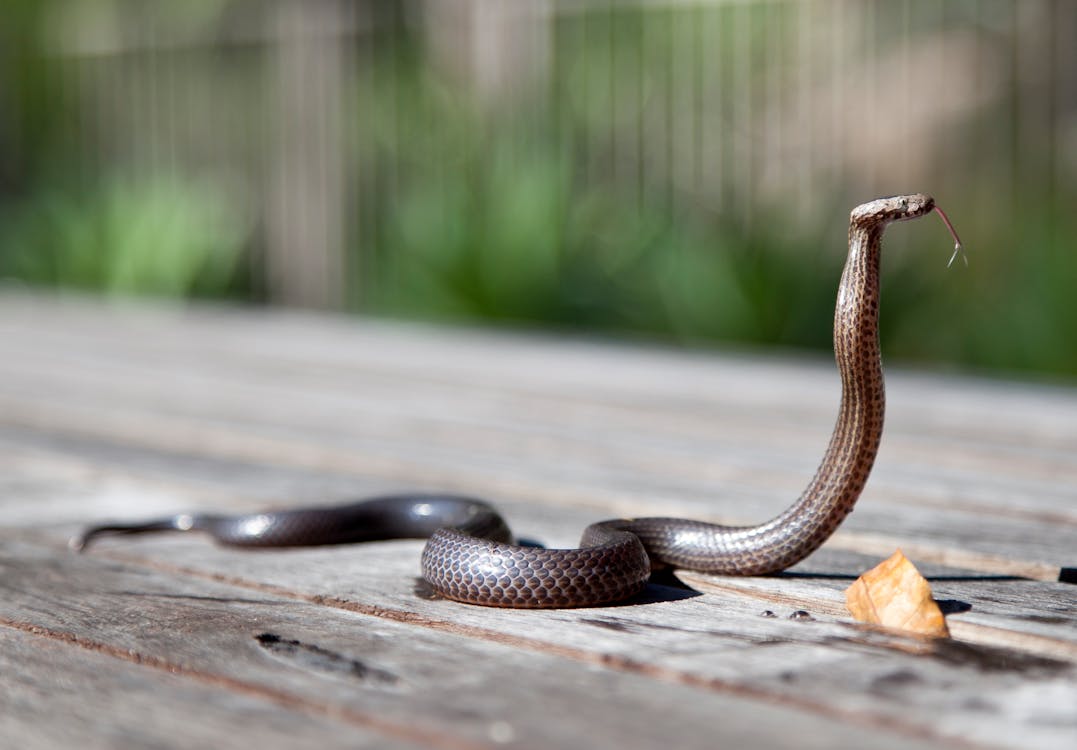 brown snake slithering across wooden surface