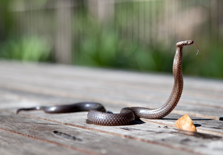Brown Snake