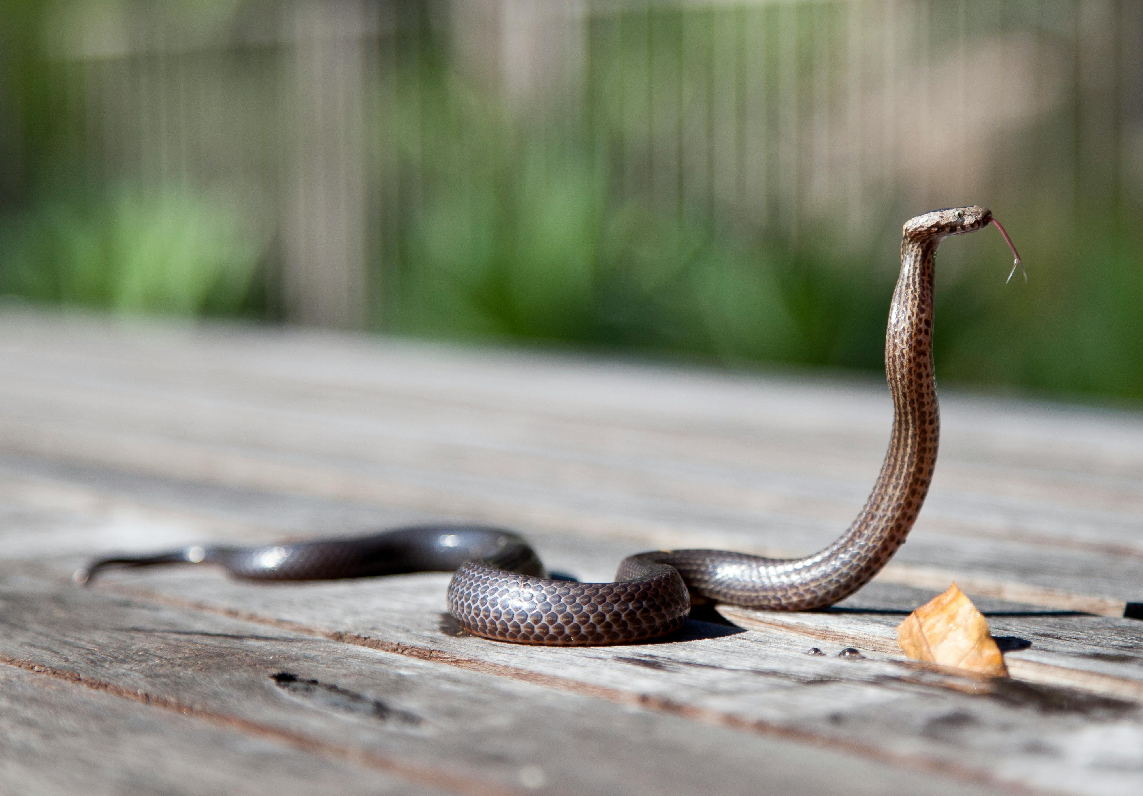 Foto Uma cobra azul e preta deitada no chão – Imagem de Cobra grátis no  Unsplash