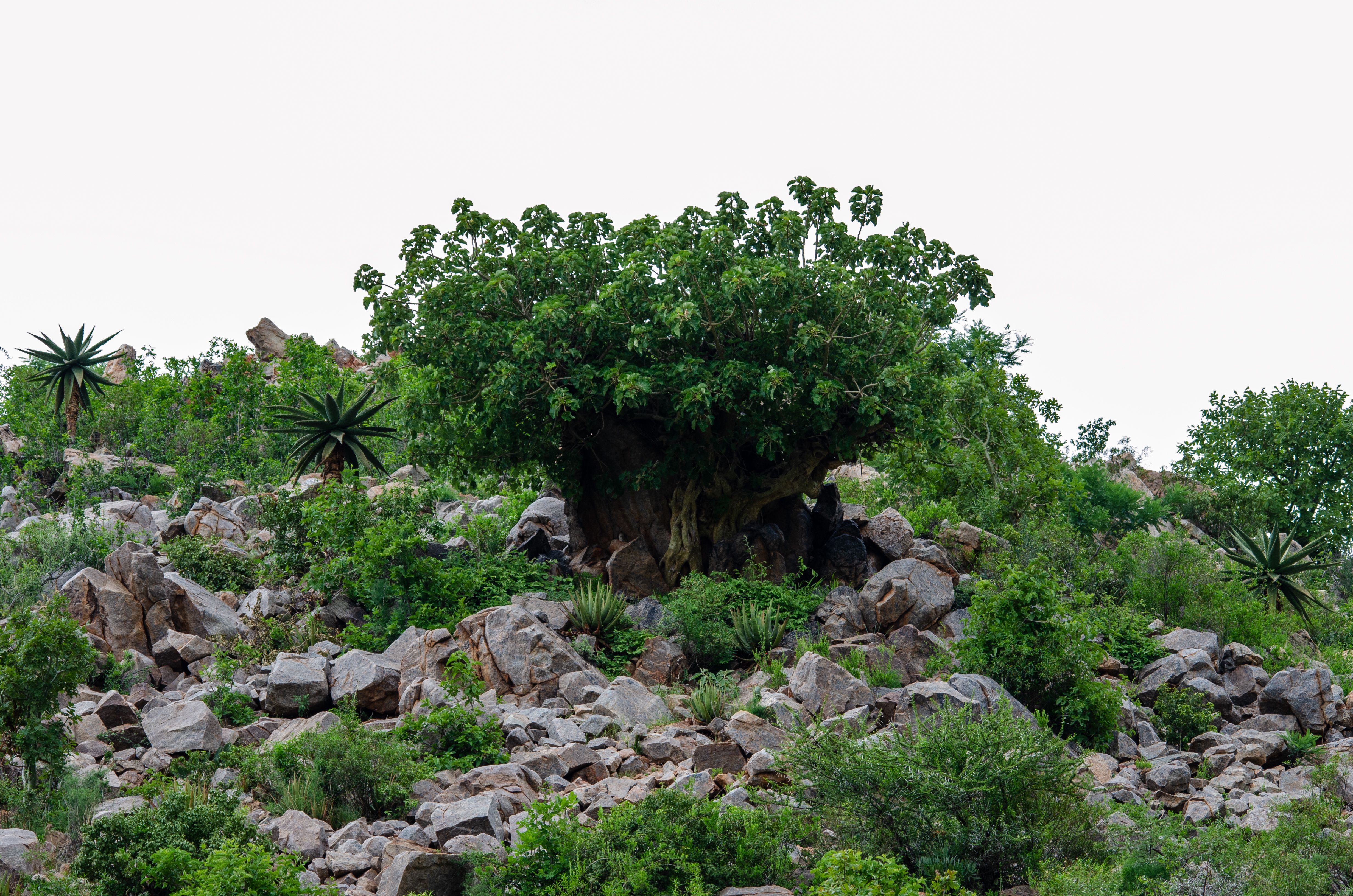 A rocky hillside covered with lush green vegetation, showcasing diverse plant life.