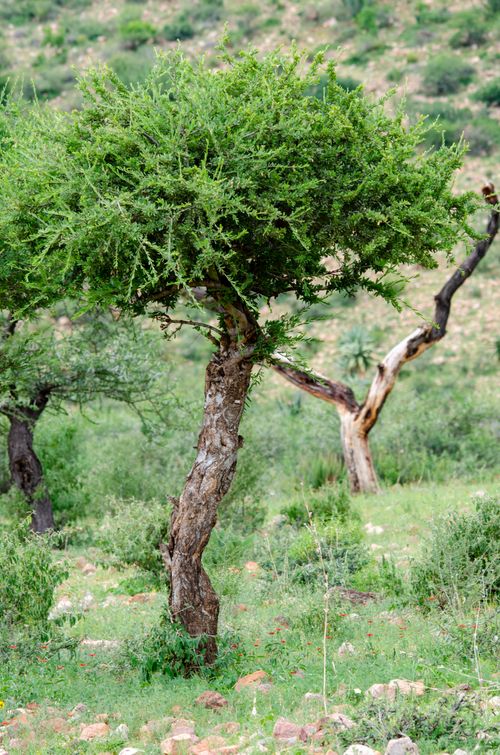 Free A solitary argan tree in a lush green landscape, showcasing nature's unique beauty. Stock Photo