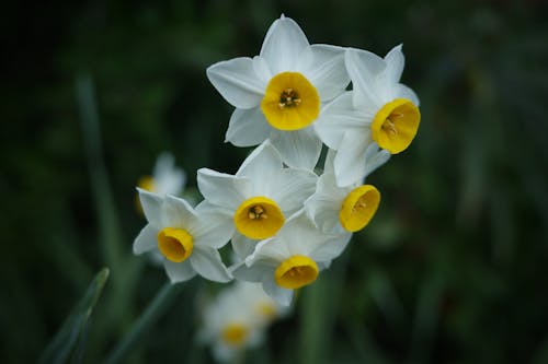 Kostnadsfri bild av blommar, blommor, delikat