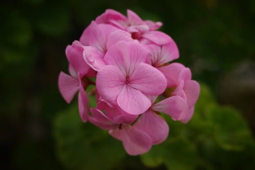 Free A close-up view of vibrant pink geranium flowers in full bloom, showcasing delicate petals. Stock Photo