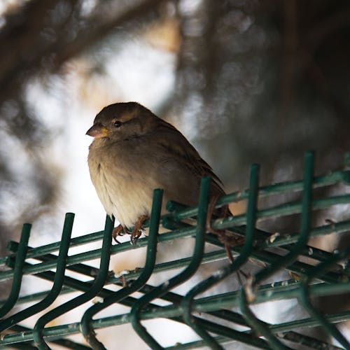 Brown Bird Perched on a Cage