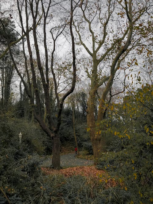 Fotos de stock gratuitas de arboles, caminando, camino asfaltado