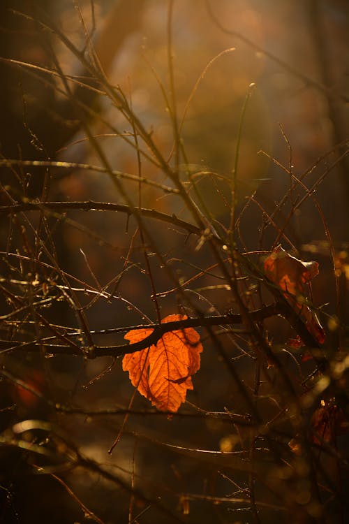Gratis lagerfoto af ahornsblad, brunt blad, efterår Lagerfoto