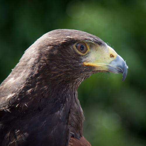 Zwarte En Groene Vogel Tilt Shift Lens Foto