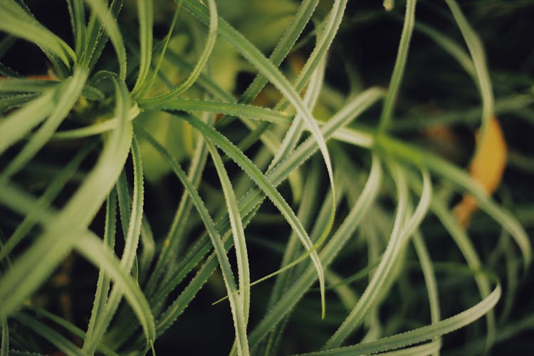 Close-Up Shot Of Green Sedges Plant