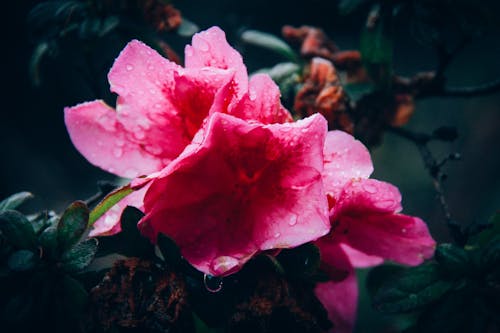 Free Close-Up Photography of Pink Flower With Droplets Stock Photo