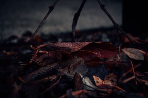 Close-Up Photography of Fallen Leaves