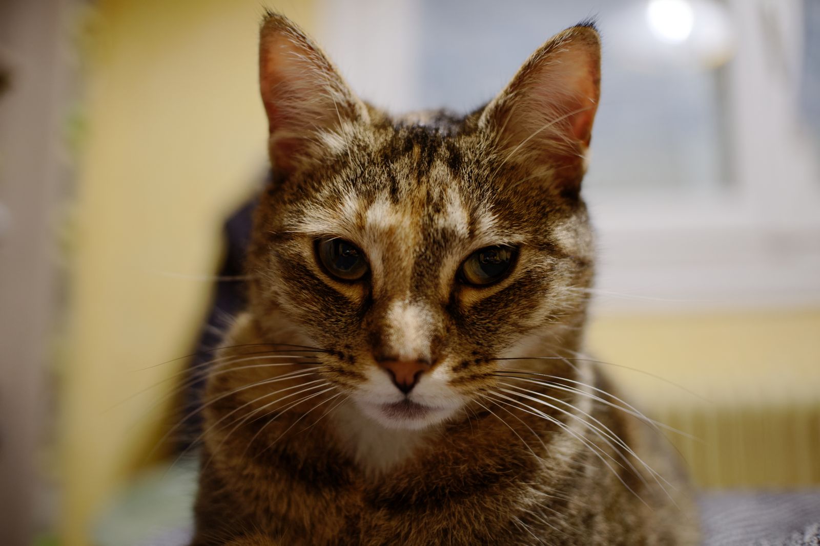 Portrait d'un chat tigré fixant l'objectif sur fond flou