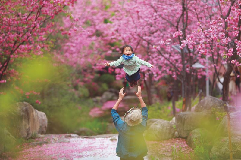 在櫻花盛開的公園裡玩耍的家族