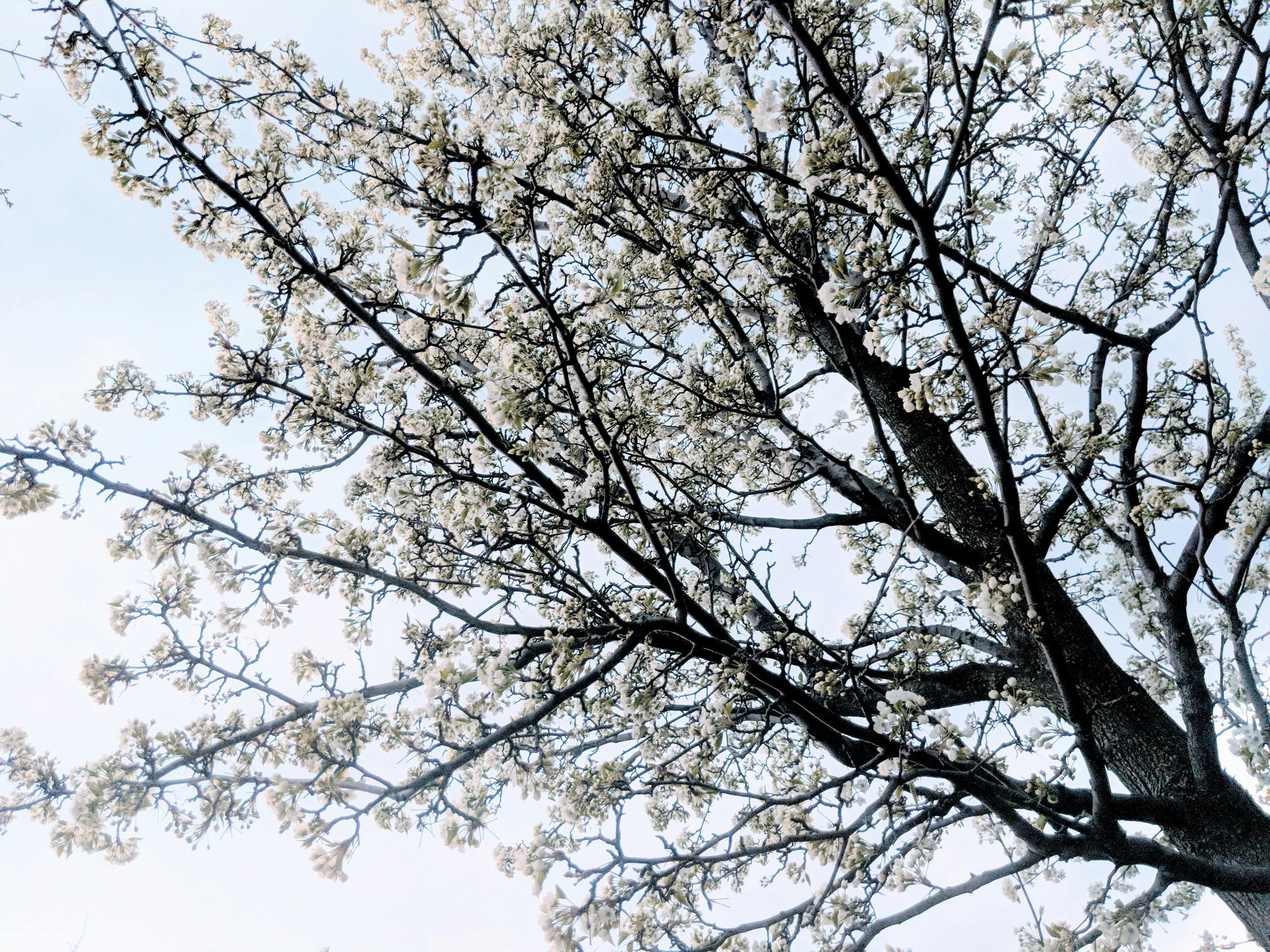 Free stock photo of black and white, pear blossom, pear blossom tree