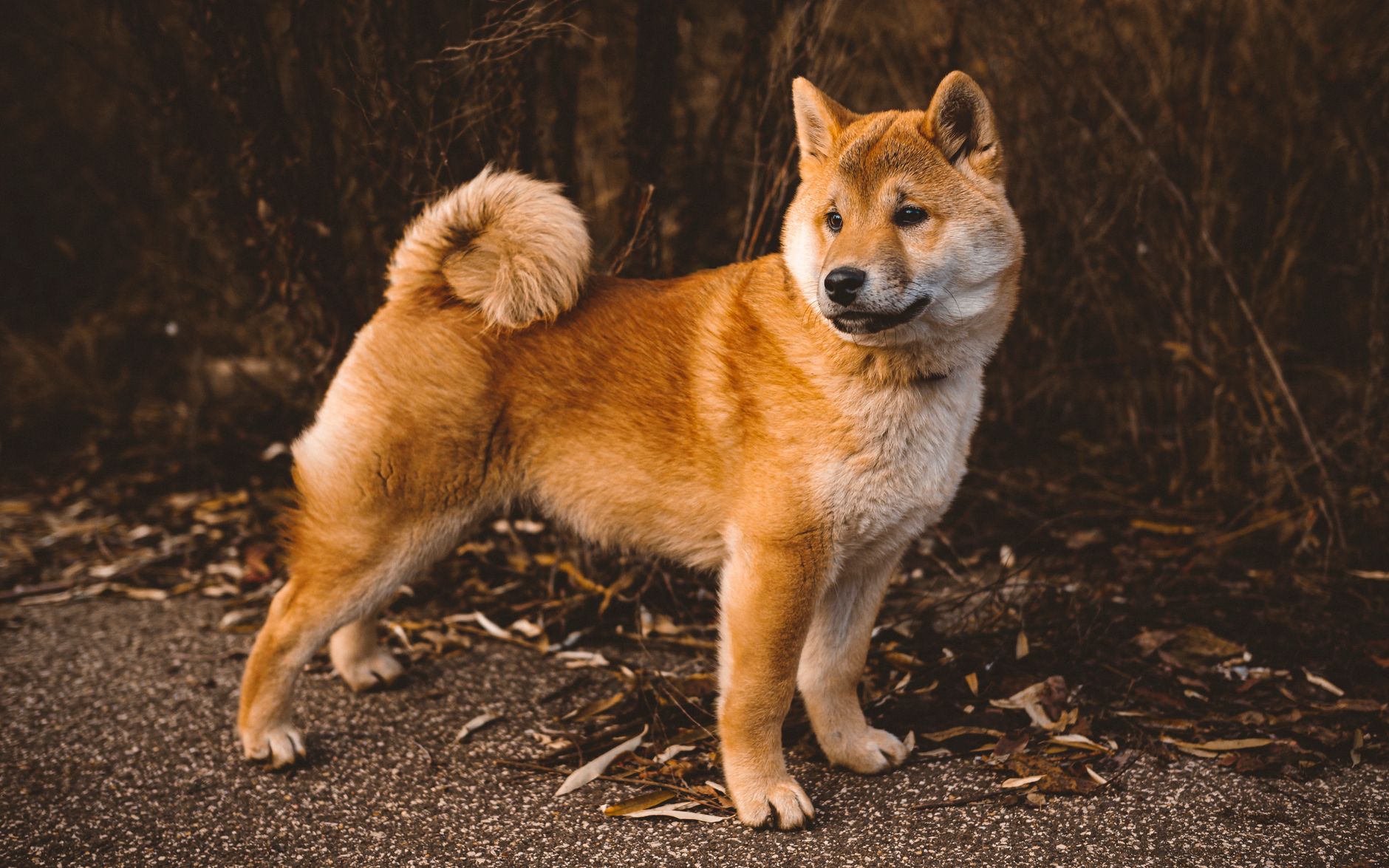 5. The Shiba Inu: Fastidious and Reserved