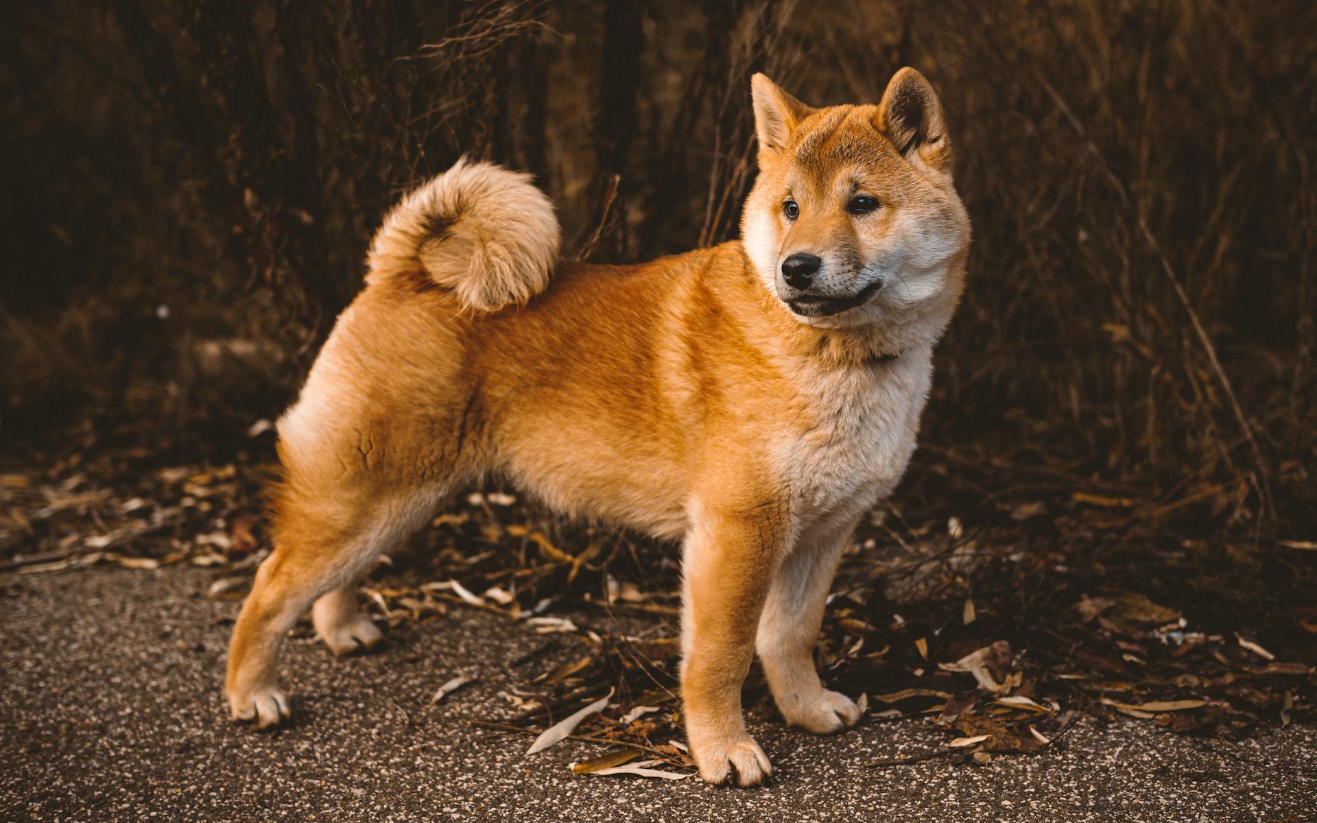 Portrait of Shiba Inu