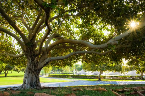 Free A majestic, sprawling tree with sunburst in a lush park in Doha, Qatar. Stock Photo