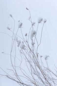 Delicate dry plants coated with frost, capturing the serenity of winter's icy touch.