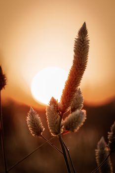 Close-up of wildflowers silhouetted by a warm, vibrant sunset.