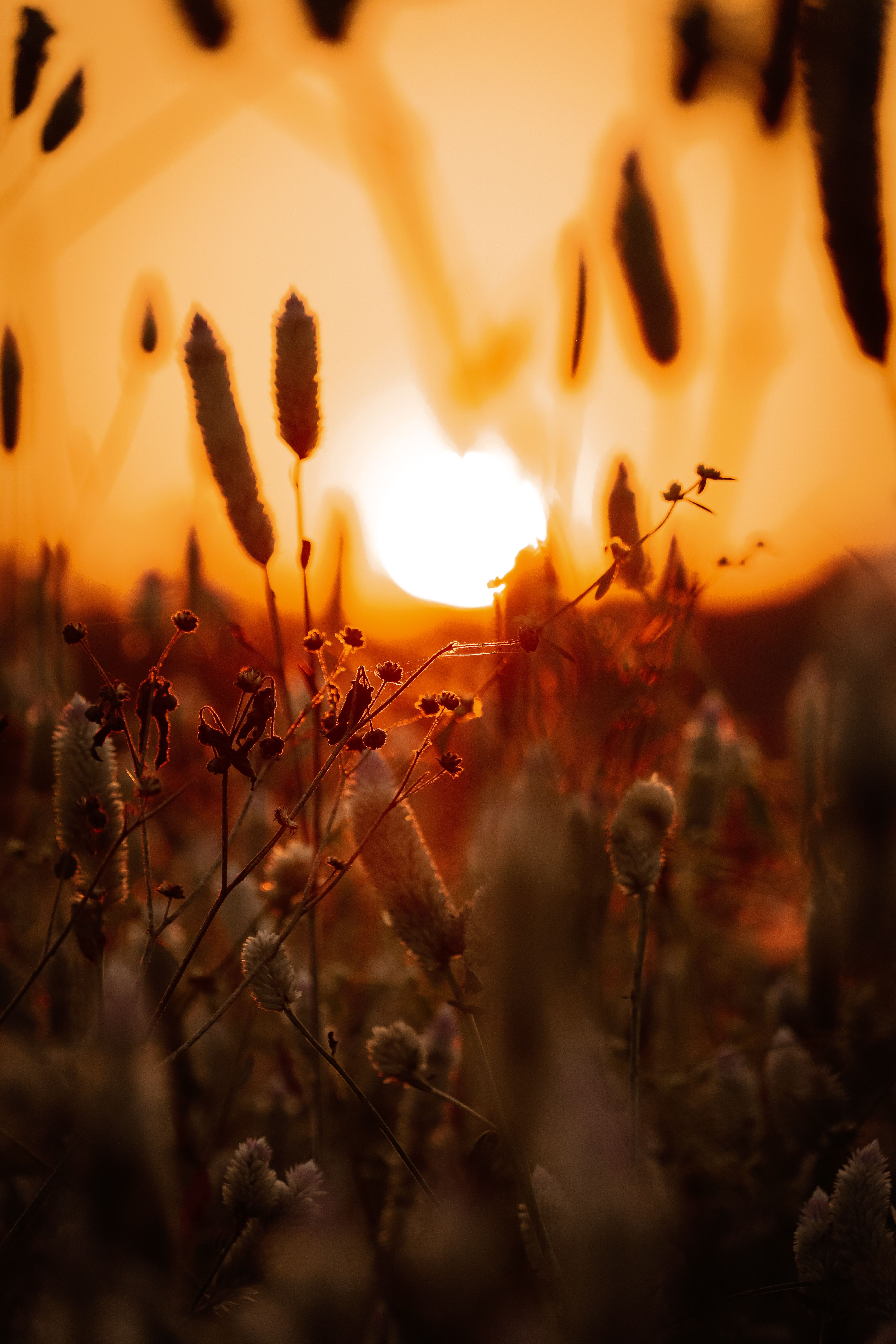 Foxtail lilies and grasses silhouetted by a vivid sunset in a rural meadow, creating a serene natural scene.