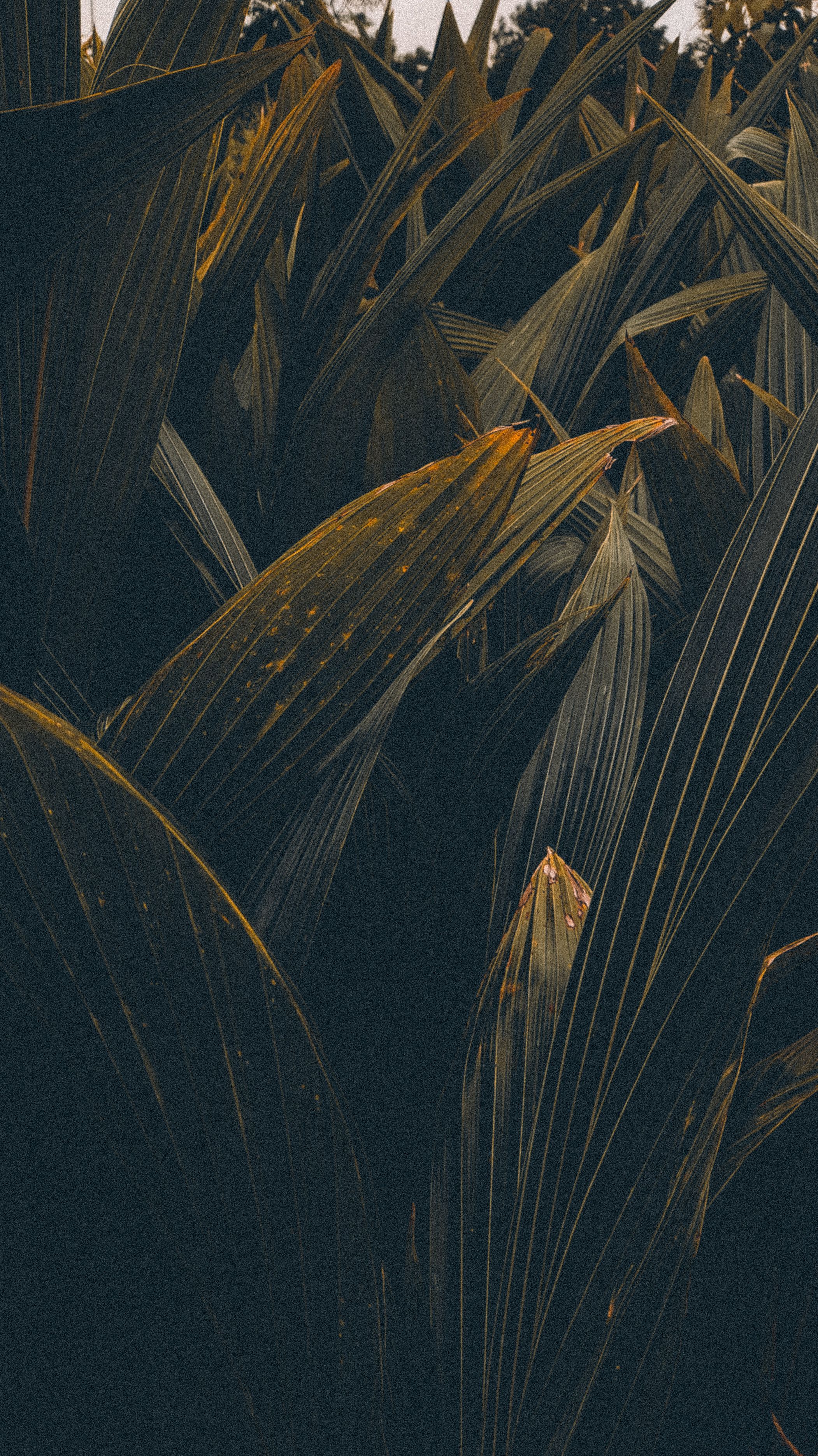 Vertical shot of vibrant tropical leaves with a dark green hue, creating a natural texture.