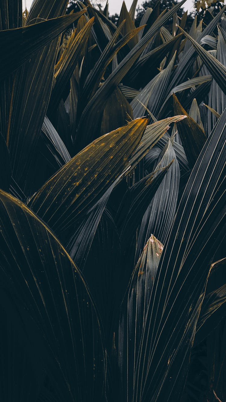 Close Up Of Long Leaves