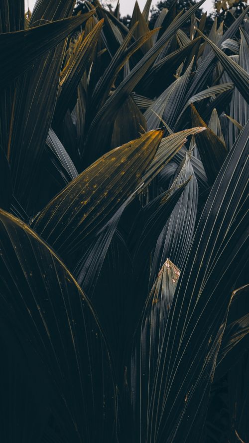 Free A detailed view of vibrant green tropical leaves captured in Warangal, India. Stock Photo