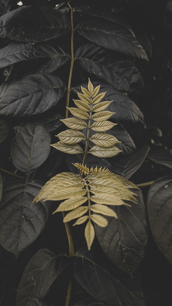A vertical artistic shot of contrasting foliage with unique colors, captured outdoors in India.