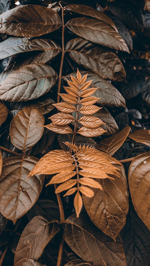 Free stock photo of gold leaves, green leaves, leaf Stock Photo