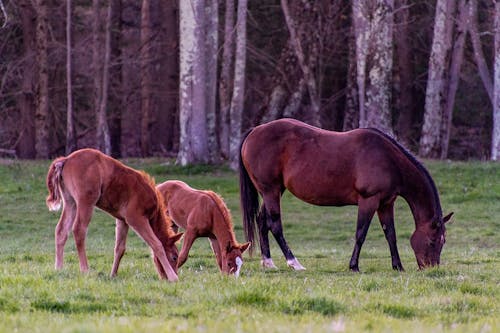 Free stock photo of babies, beauty in nature, colts Stock Photo