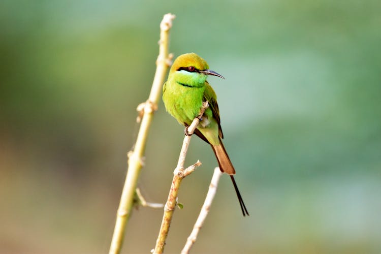 Close Up Of Green Bird