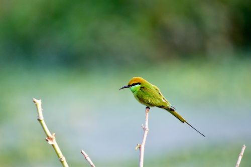 Free A striking green bee-eater bird perches elegantly on a twig. Ideal for nature themes. Stock Photo