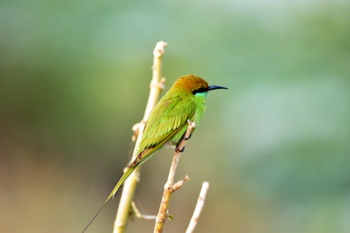 Green Bird Perched on Brown Tree Branch