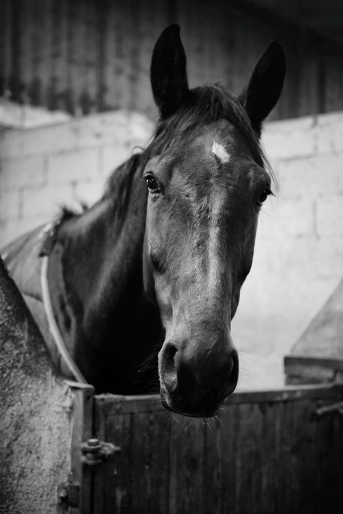 Free Captivating black and white portrait of a horse in a stable, showcasing grace and strength. Stock Photo