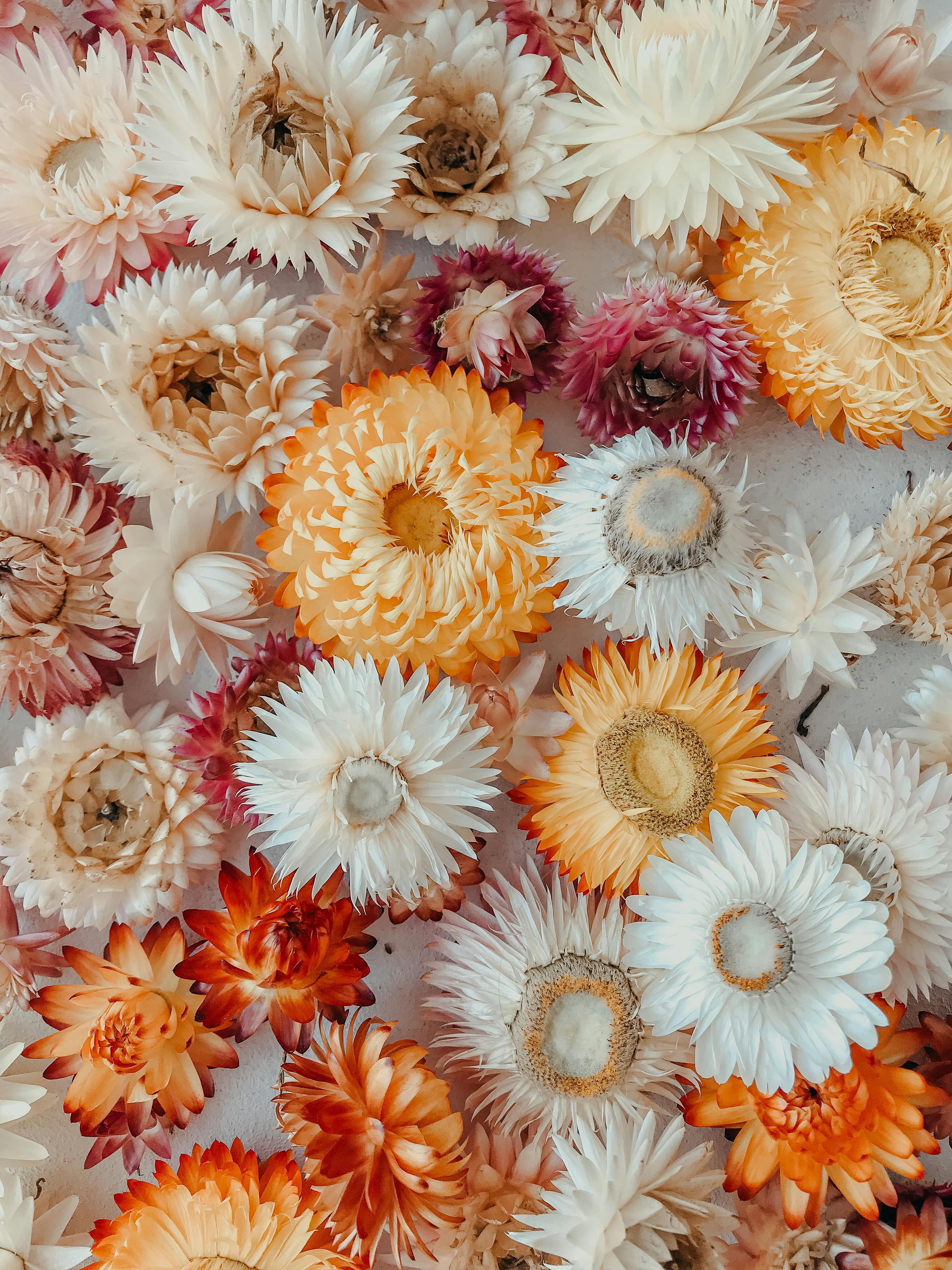 Close-up of assorted dried flowers in vivid colors, showcasing their intricate petals.
