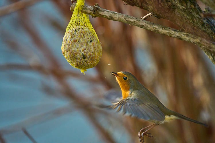 European Robin Eating The Food Hanging On The Twig