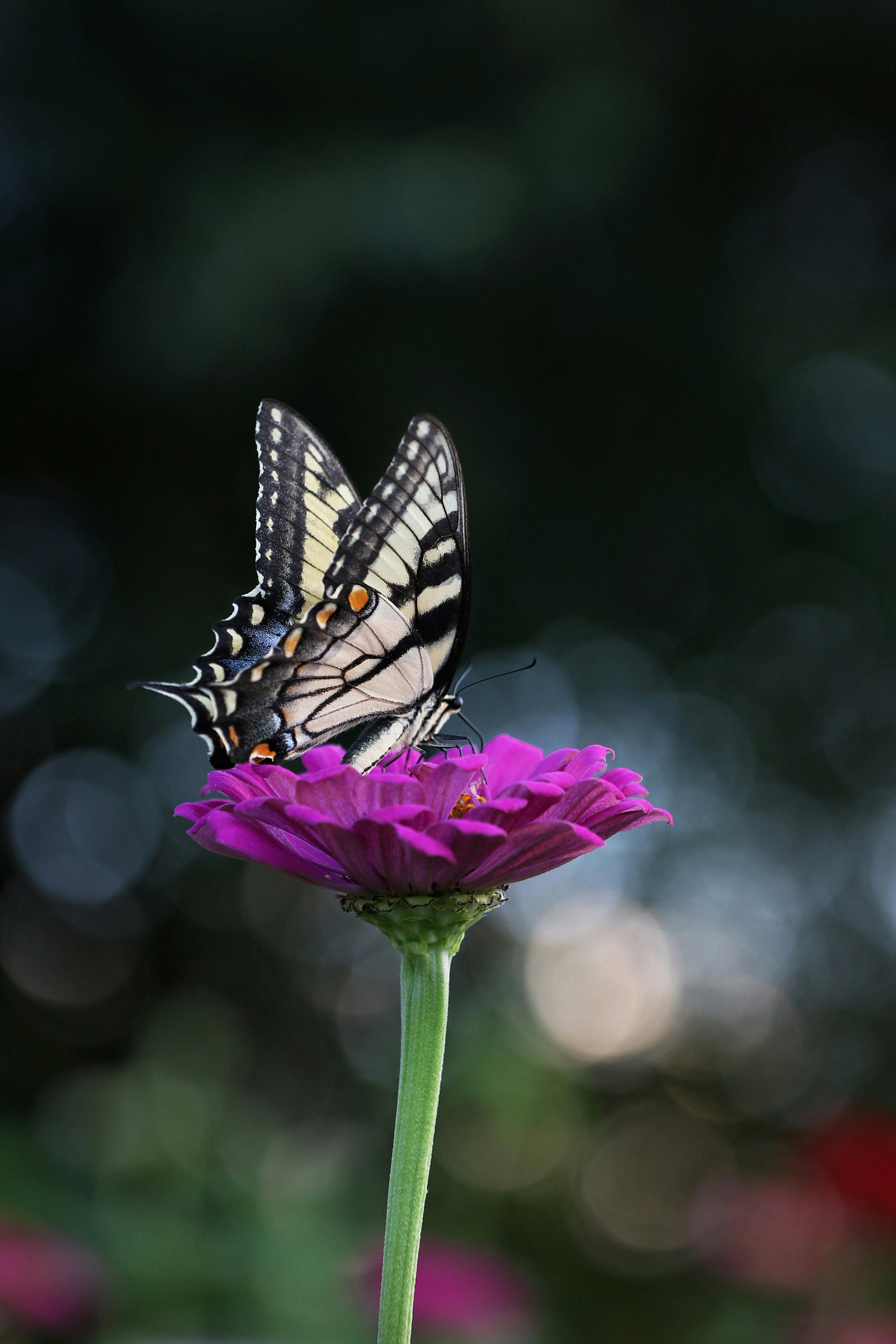 Beautiful Butterfly wallpaper by KishoRupa  Download on ZEDGE  1ce0