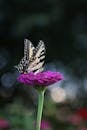 Butterfly Perched on Purple Flower