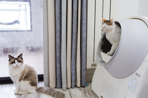 Free White and Brown Cat on White Microwave Oven Stock Photo