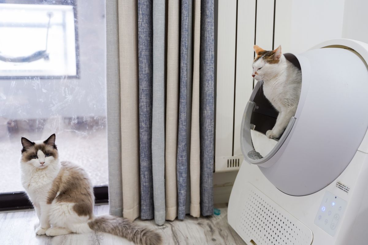 Kedimin Gözleri Kedi Kumundan Sonra Sulanıyor: Alerji mi, Tahriş mi? - Görsel 2