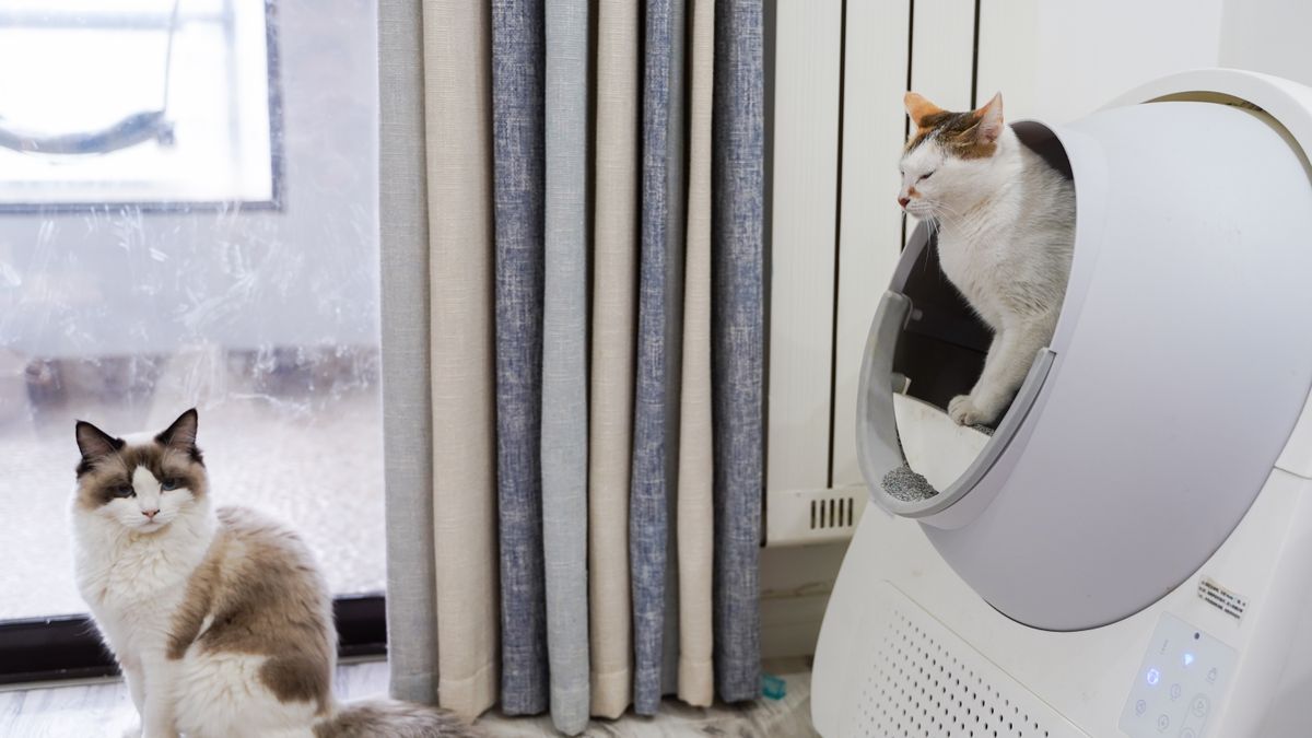 Cats in a living room with a litter box; illustrative image, not a tofu-litter product test