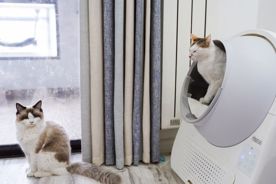 Two cats relaxing calmly in a living room