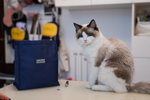 Free 
A Cat beside a Lunch Bag Stock Photo