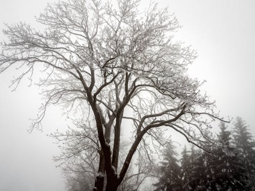 Foto d'estoc gratuïta de arbre sense fulles, cel blanc, cobert de neu