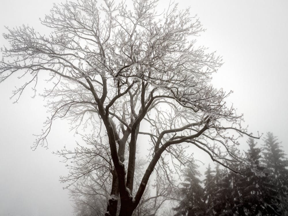 Foto stok gratis bidikan sudut sempit, langit putih, musim dingin