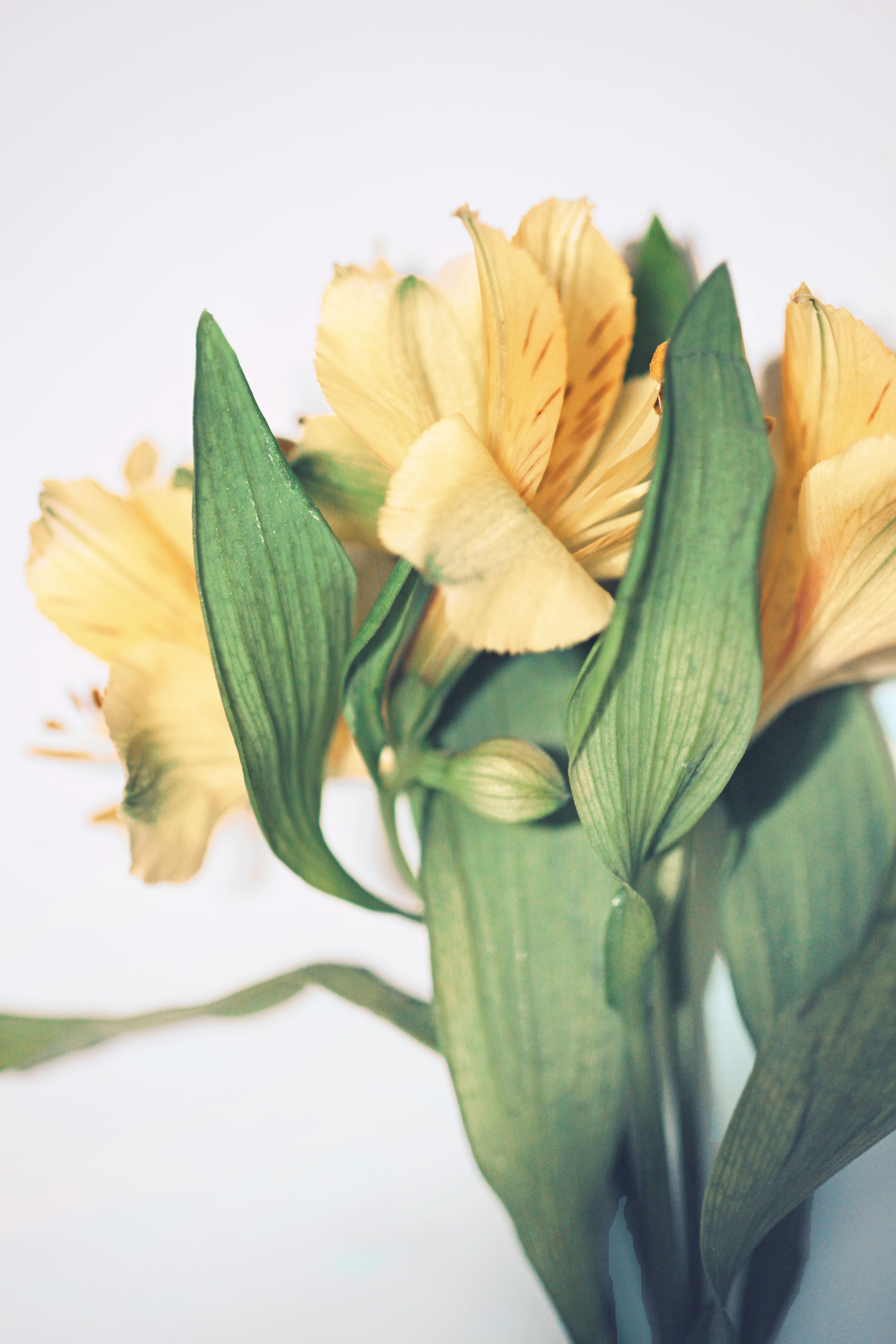 [ColoSach]-bright-yellow-alstroemeria-flowers-with-green-leaves-close-up-against-light-background.