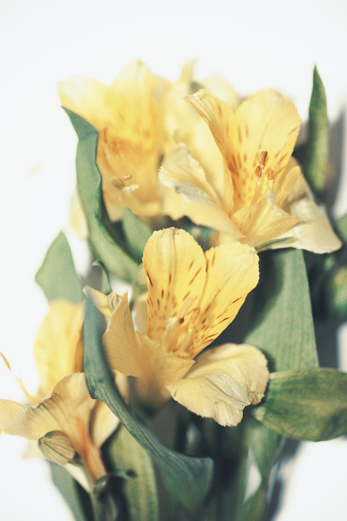 Free Bright yellow alstroemeria flowers with green leaves on a white surface, creating a fresh and vibrant look. Stock Photo