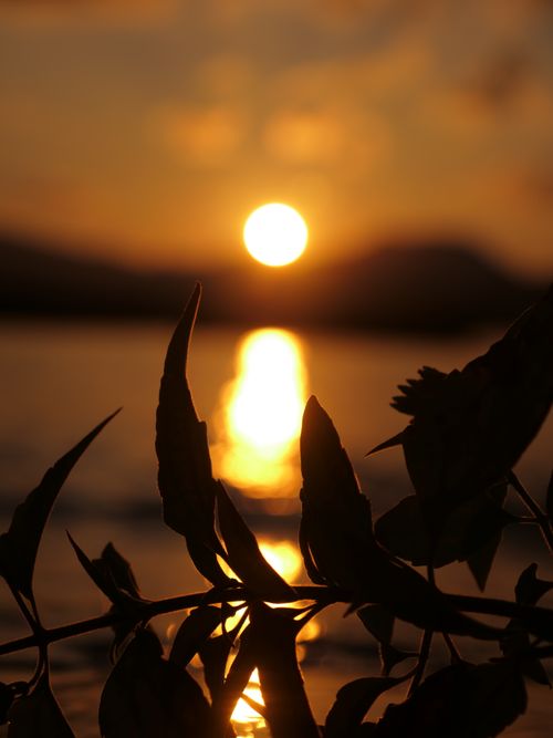 Free Silhouette of leaves against a serene sunset reflecting on water. Stock Photo